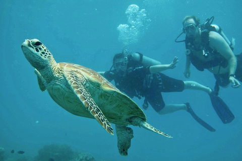 Ocean Freedom Great Barrier Reef Personal Luxury Snorkel & Dive Cruise, Cairns - Whitsundays Accommodation 4