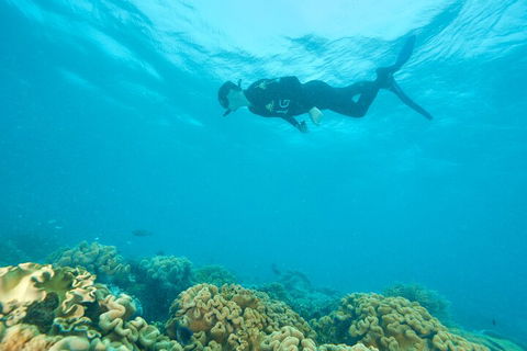 Ocean Freedom Great Barrier Reef Personal Luxury Snorkel & Dive Cruise, Cairns - Whitsundays Accommodation 5