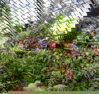 Australian Butterfly Sanctuary - Whitsundays Accommodation