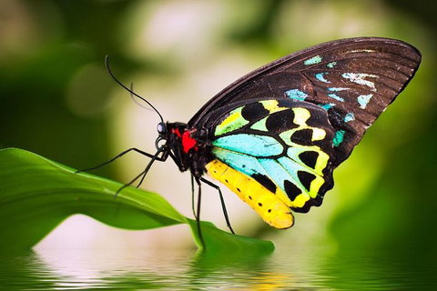 Australian Butterfly Sanctuary - Whitsundays Accommodation 4