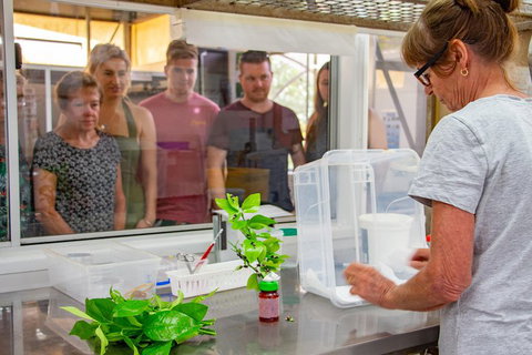 Australian Butterfly Sanctuary - Whitsundays Accommodation 5