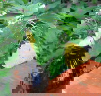 Australian Butterfly Sanctuary- Virtual Interactive Tour With Private Guide - Whitsundays Accommodation