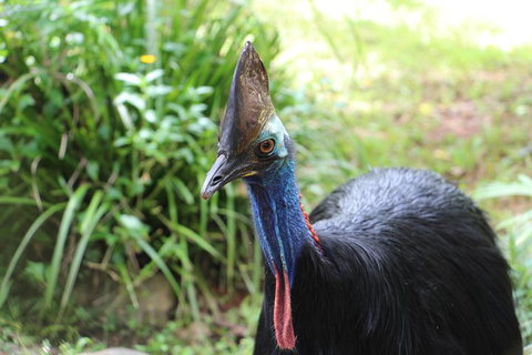 Kuranda Rainforestation Nature Park Ticket (BNP) - Whitsundays Accommodation 3