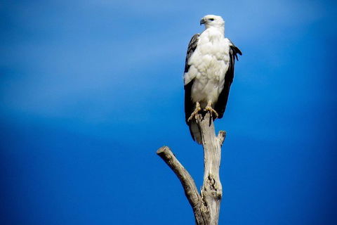 Kangaroo Island 75-Minute Ocean Safari - Whitsundays Accommodation 0