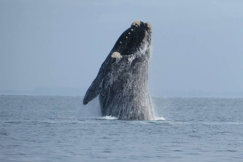 Kangaroo Island 75-Minute Ocean Safari - Whitsundays Accommodation 2