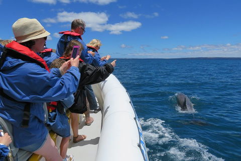 Kangaroo Island 75-Minute Ocean Safari - Whitsundays Accommodation 3