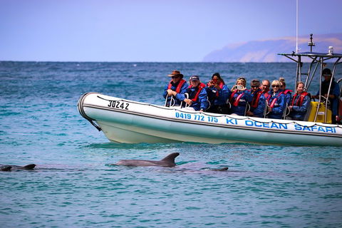 Kangaroo Island 75-Minute Ocean Safari - Whitsundays Accommodation 4