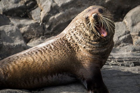 Kangaroo Island 75-Minute Ocean Safari - Whitsundays Accommodation 5