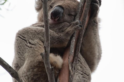 2-Day Kangaroo Island 4WD Small-Group Tour From Adelaide - Whitsundays Accommodation 0