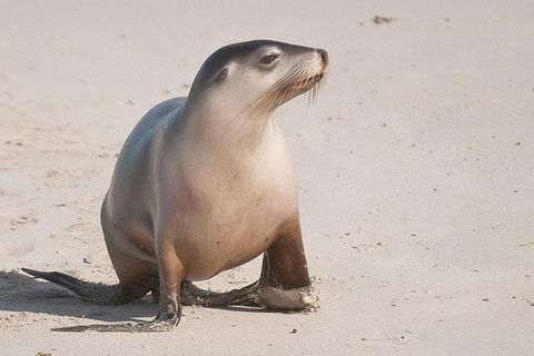 2-Day Kangaroo Island 4WD Small-Group Tour From Adelaide - Whitsundays Accommodation 4