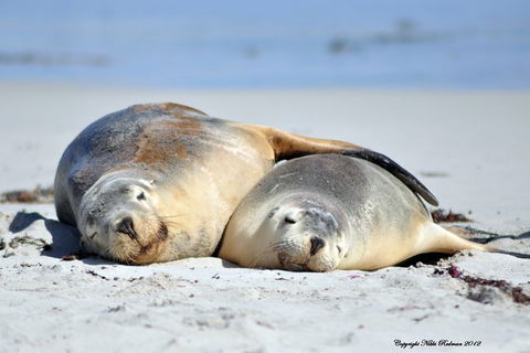 NEW TOUR - Kangaroo Island Road To Recovery Tour (1 Day/1 Night) - Whitsundays Accommodation 1