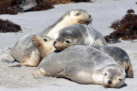 Small-Group Kangaroo Island 4WD Tour From Adelaide - Whitsundays Accommodation 1