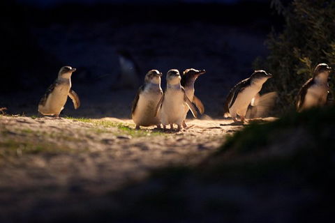 Melbourne City Tour And Phillip Island In One Day - Whitsundays Accommodation 4