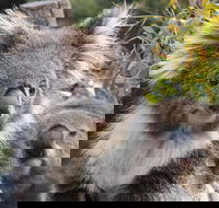 Kuranda Koala Gardens and Birdworld Admission Tickets - Whitsundays Accommodation