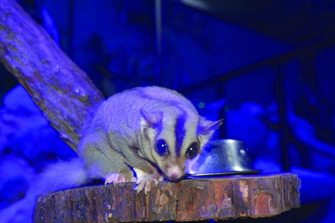 Kuranda Koala Gardens And Birdworld Admission Tickets - Whitsundays Accommodation 1