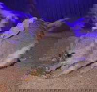 Kuranda Wildlife Experience Three Attraction Pass - Whitsundays Accommodation