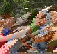 Kuranda Koala Gardens General Entry Ticket - Whitsundays Accommodation