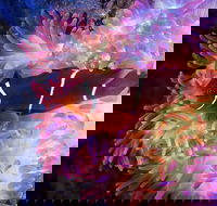 Cairns Aquarium by Twilight with 3-Course Dinner - Whitsundays Accommodation