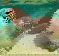 Cairns Aquarium Marine Life Encounter Ticket with 2-Course Lunch - Whitsundays Accommodation