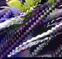 Cairns Aquarium Admission Ticket - Whitsundays Accommodation