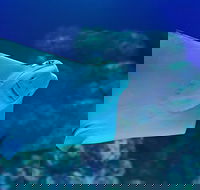 Cairns Aquarium Family Ticket - Whitsundays Accommodation