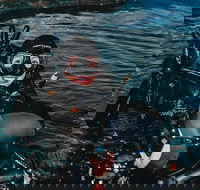 Cairns Aquarium Dive with the Sharks - Whitsundays Accommodation