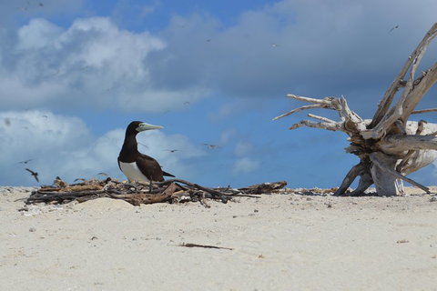 Seastar Luxury Outer Great Barrier Reef Island And Reef Tour From Cairns - Whitsundays Accommodation 1