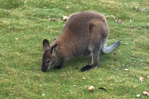 Cradle Mountain Day Tour From Launceston Including Lunch - Whitsundays Accommodation 5