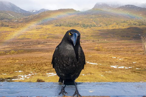 Cradle Mountain Park Explorer Guided Tour - Whitsundays Accommodation 2