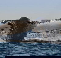 Sydney Whale-Watching Cruise Including Lunch or Breakfast - Whitsundays Accommodation