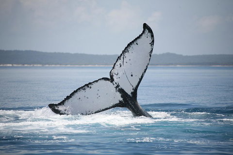 Hervey Bay Whale Watching Cruise - Whitsundays Accommodation 0