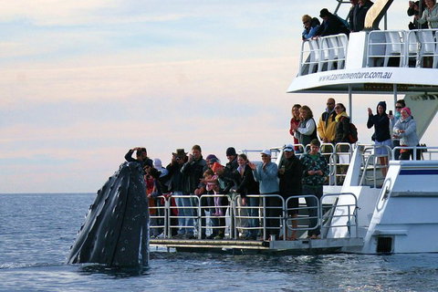 Hervey Bay Whale Watching Cruise - Whitsundays Accommodation 1