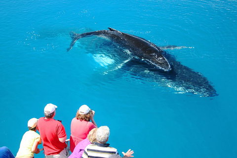 Hervey Bay Whale Watching Cruise - Whitsundays Accommodation 2