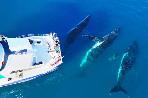 Hervey Bay Whale Watching Cruise - Whitsundays Accommodation 3