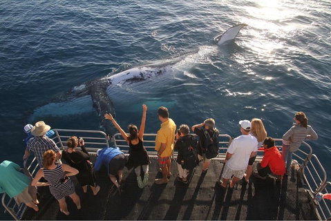 Hervey Bay Whale Watching Cruise - Whitsundays Accommodation 4