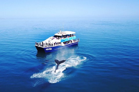 Hervey Bay Whale Watching Cruise - Whitsundays Accommodation 5