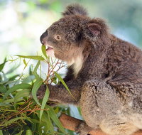 Blue Mountains Private Tour with Kangaroos  Koala Encounter - Whitsundays Accommodation