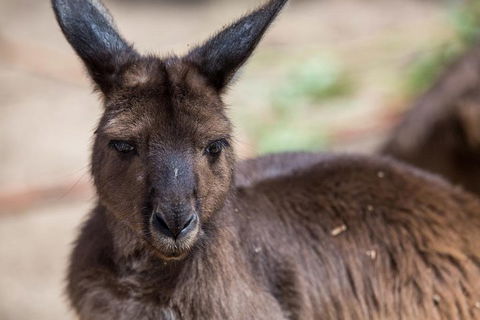 Australian Wildlife Tour At Melbourne Zoo Ticket - Whitsundays Accommodation 0