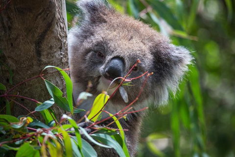 Australian Wildlife Tour At Melbourne Zoo Ticket - Whitsundays Accommodation 1