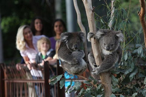 Australian Wildlife Tour At Melbourne Zoo Ticket - Whitsundays Accommodation 2