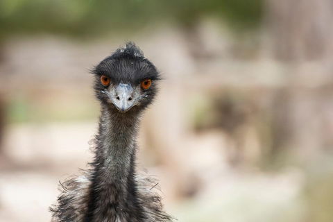 Australian Wildlife Tour At Melbourne Zoo Ticket - Whitsundays Accommodation 3