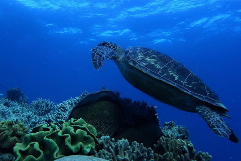 3 Day Whitsundays Sailing And Diving Adventure: Kiana - Whitsundays Accommodation 2
