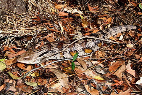 Hartley's Crocodile Adventures General Entry Ticket - Whitsundays Accommodation 5