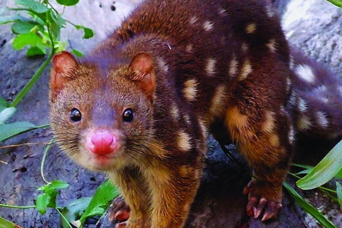 Hartley's Crocodile Adventures Breakfast With The Koalas - Whitsundays Accommodation 2