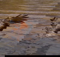 Litchfield and Jumping Crocodiles Full Day Trip from Darwin - Whitsundays Accommodation