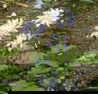 Yellow Water Cruise - Kakadu - Whitsundays Accommodation