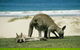 Private Great Ocean Road Full Day Tour - 1 Day Tour - thumb 3