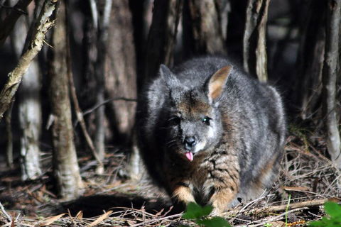 Small-Group Kangaroo Island 4WD Night Tour - Whitsundays Accommodation 1