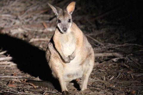 Small-Group Kangaroo Island 4WD Night Tour - Whitsundays Accommodation 3