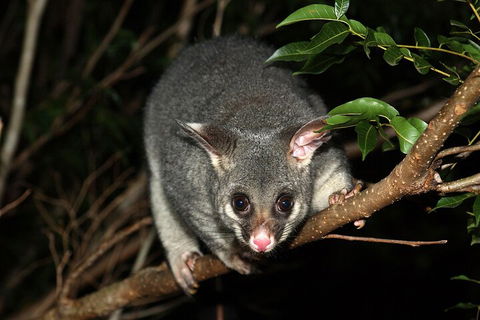 Small-Group Kangaroo Island 4WD Night Tour - Whitsundays Accommodation 5